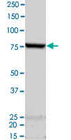 2 &mu;g/lane SDS-PAGE Stained with Coomassie Blue
